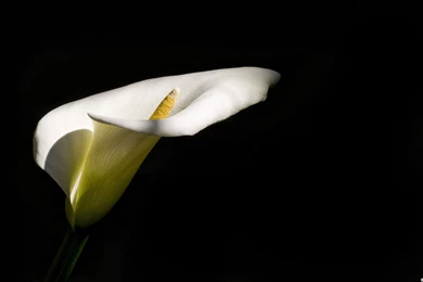 Top Calla Lily Wallpaper Images For Pinterest