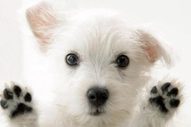 Funny Dog Backgrounds 2 Desktop Backgrounds   Funnypicture.org