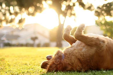 Dog Computer Wallpapers, Desktop Backgrounds