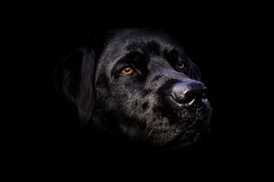 Black Dog In Black Backgrounds
