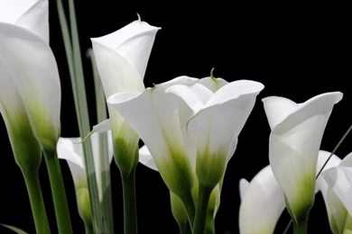 Calla Lilies Flowers Bright Close up Hd Wallpapers