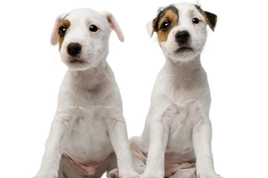 White Dog White Backgrounds 12