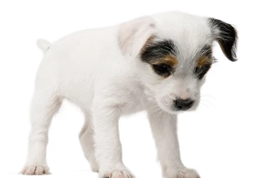 White Dog White Backgrounds 4