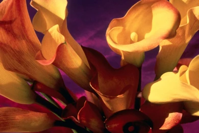 Miscellaneous: Calla Lilies, Picture Nr. 19573