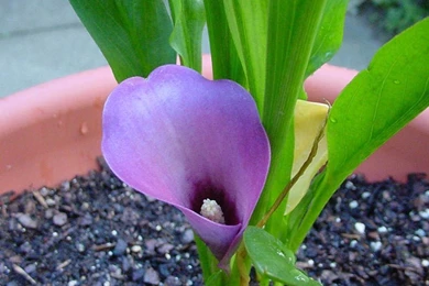 Desktop Wallpapers » Flowers Backgrounds » Purple Calla Lily » Www ...