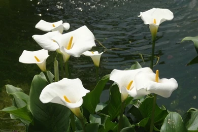 Calla Lily Wallpapers