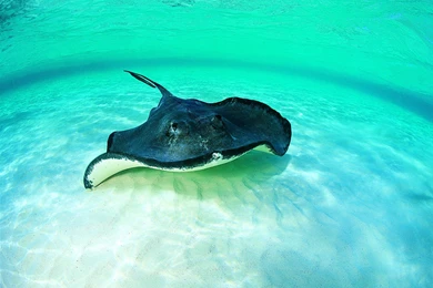 Stingray