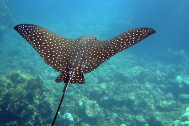 Download Wallpapers 2048x1152 Stingray, Underwater, Swim HD HD ...