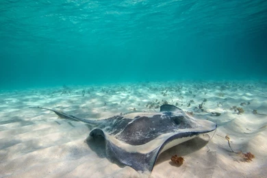 Stingray Underwater Wallpaper.jpg