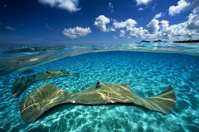 Pair of stingrays_1480_990x742.jpg