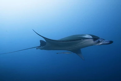 Download Wallpapers 1920x1080 Stingray, Sea, Underwater, Swim Full ...