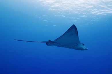 Summer Stingray Yun Sea Beaches Wallpapers