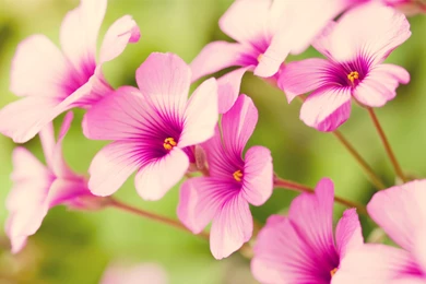 Pretty Flowers Images And Wallpapers Download