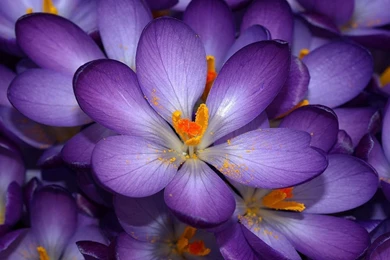 40 Beautiful Flower Wallpapers For Your Desktop