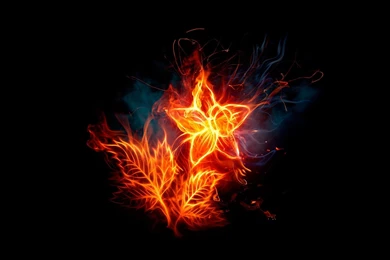 Abstract Black Backgrounds Fire Flower Flaming Wallpapers ...