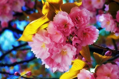 Beautiful Flowers Wallpapers