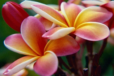 Beautiful Flower Pictures And Wallpapers Download