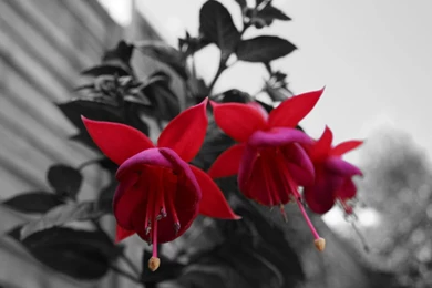 Pretty Flowers Wallpapers   Desktop Backgrounds