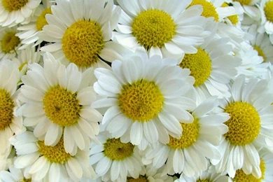 Pretty!   Flowers Wallpapers (247637)   Fanpop