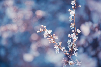 Pretty Flowers Macro Wallpapers