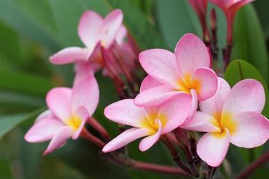 Flower Pictures HD 5625 1920 X 1200   WallpaperLayer.com