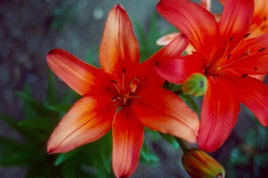 Pretty!   Flowers Wallpapers (247619)   Fanpop