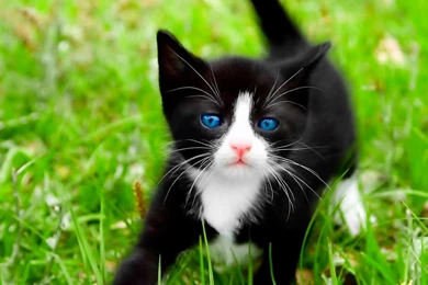 HD Cat Wallpapers