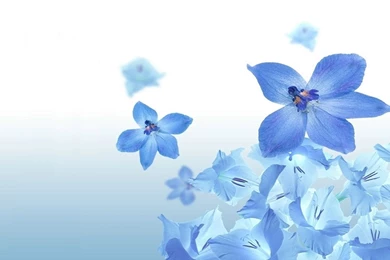 22 Beautiful Blue Flowers Pictures