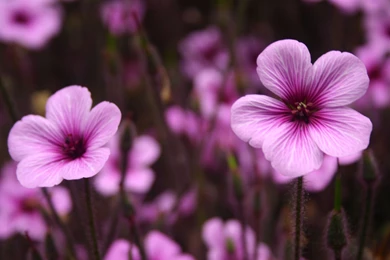 Purple Flower Wallpapers