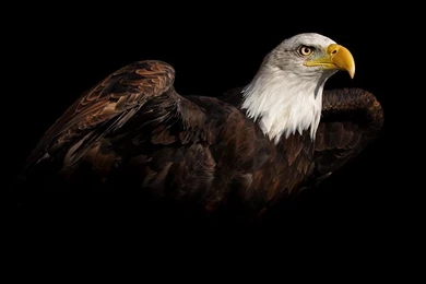 Top Hunting Backgrounds Eagle Images For Pinterest