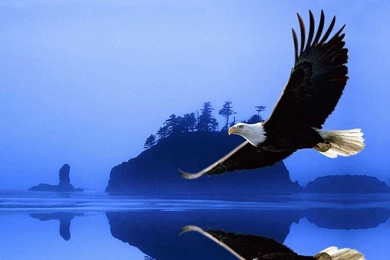 Beautiful Eagle Wallpapers 1920x1200 Wallpapers,Eagle 1920x1200 ...