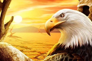 164 Bald Eagle HD Wallpapers
