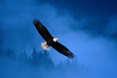 Bald eagle backgrounds download.jpg