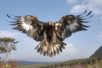 Eagle Desktop Wallpapers