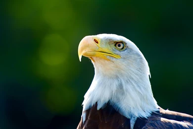 Eagle Computer Wallpapers, Desktop Backgrounds