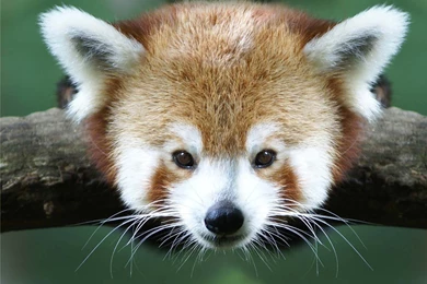 Red Panda Wallpapers Desktop