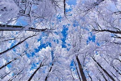 Winter Forest Desktop Wallpapers   HD Wallpaper Backgrounds Of ...