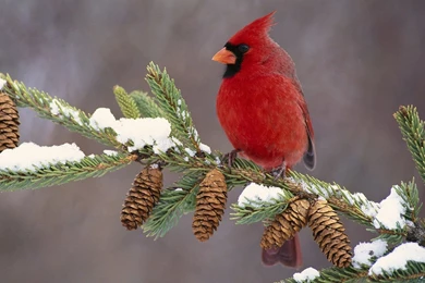 Winter Cardinal Bird Computer Backgrounds 3821   HD Wallpapers Site