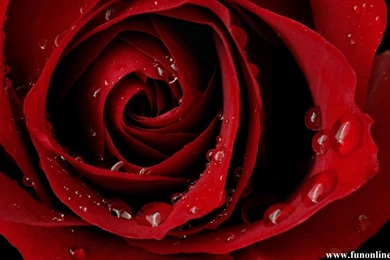 3d Red Roses Wallpapers   3d Red Roses Wallpapers , Jaidendesigns.com