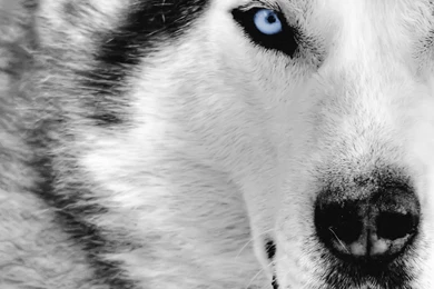 Wolf Wallpapers Mobile