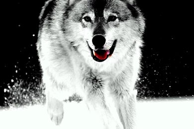 Wolf iPad 3,4 & Air Wallpapers