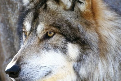 Mexican Wolf HD Desktop Wallpapers : Widescreen : Fullscreen : Mobile
