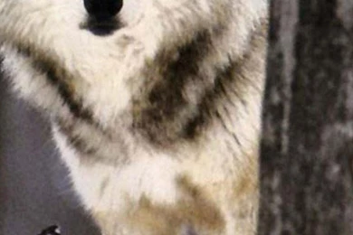 Wolf in the woods animals wolf iphone 6 plus 1080x1920 wallpaper.jpg