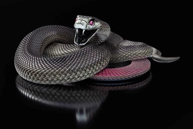 Black Mamba Snake Wallpapers HD Collection Of Black Snake