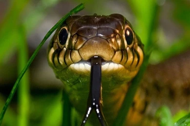 Beautiful Snakes HD Wallpapers Ipad Images.jpg