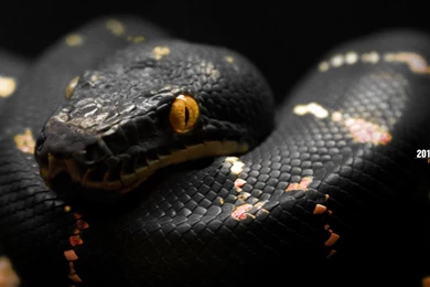 2013 year of the black snake wallpapers_35698_1280x1024.jpg