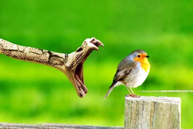 Download Snakes Skin Wallpapers 1920x1080