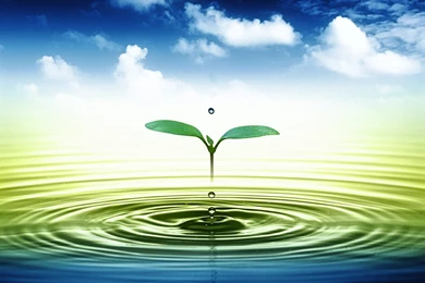 3D Leaves And Water Drop Wallpapers