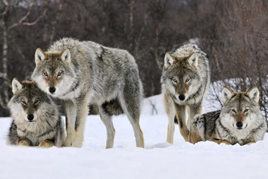Winter Wolves HD Wallpaper, Winter Wolves Images