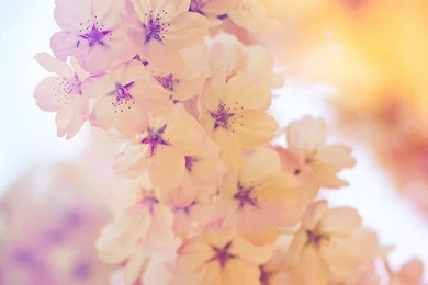 Bright iPhone 6 Wallpapers